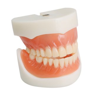 Dental Teach Study Adult Standard Demonstration Model Teeth - intl