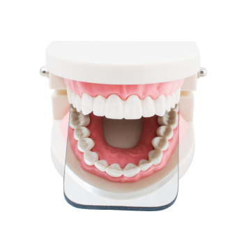 Dental Intraoral Orthodontic Photographic Glass Mirror 2sided Rhodium Occlusal