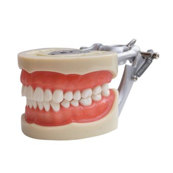 Model Dental Universal Plate 200H Type Removable Teeth - intl