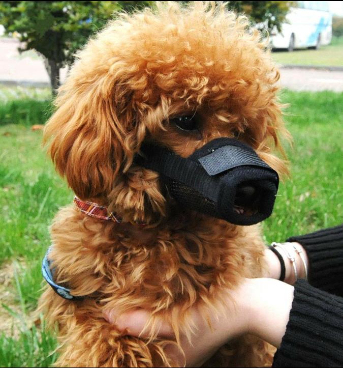 พร้อมส่ง S ตะกร้อครอบปาก ที่ครอบปากสุนัข dog muzzle ปลอกปากสุนัข กันกัด กันเห่า กันแทะ ครอบปากสุุนัข ปรับได้ มีระบายอากาศ เบอร์ S 1 ชิ้น