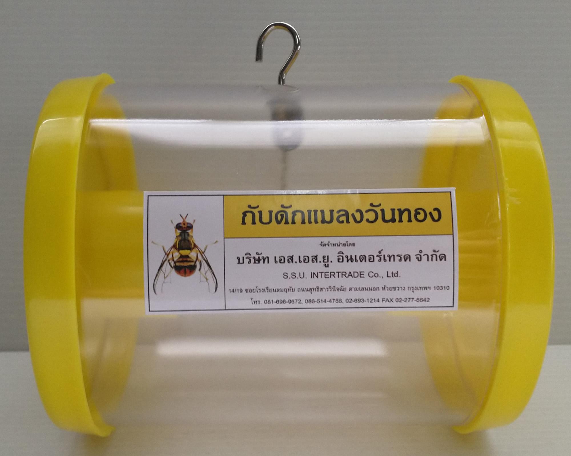 กับดักแมลงวันทอง