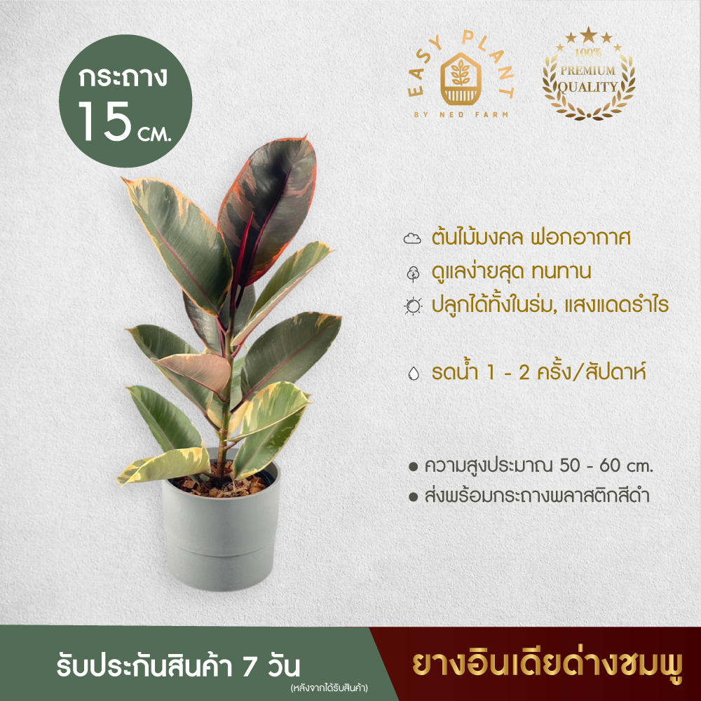 ยางอินเดียด่าง Ficus elastica Ruby size XL ใบสวย ต้นไม้ฟอกอากาศ ต้นไม้สวยงาม ต้นไม้ประดับ ตกแต่งบ้าน - easyplant ราคา 259 บาท*ส่งฟรี