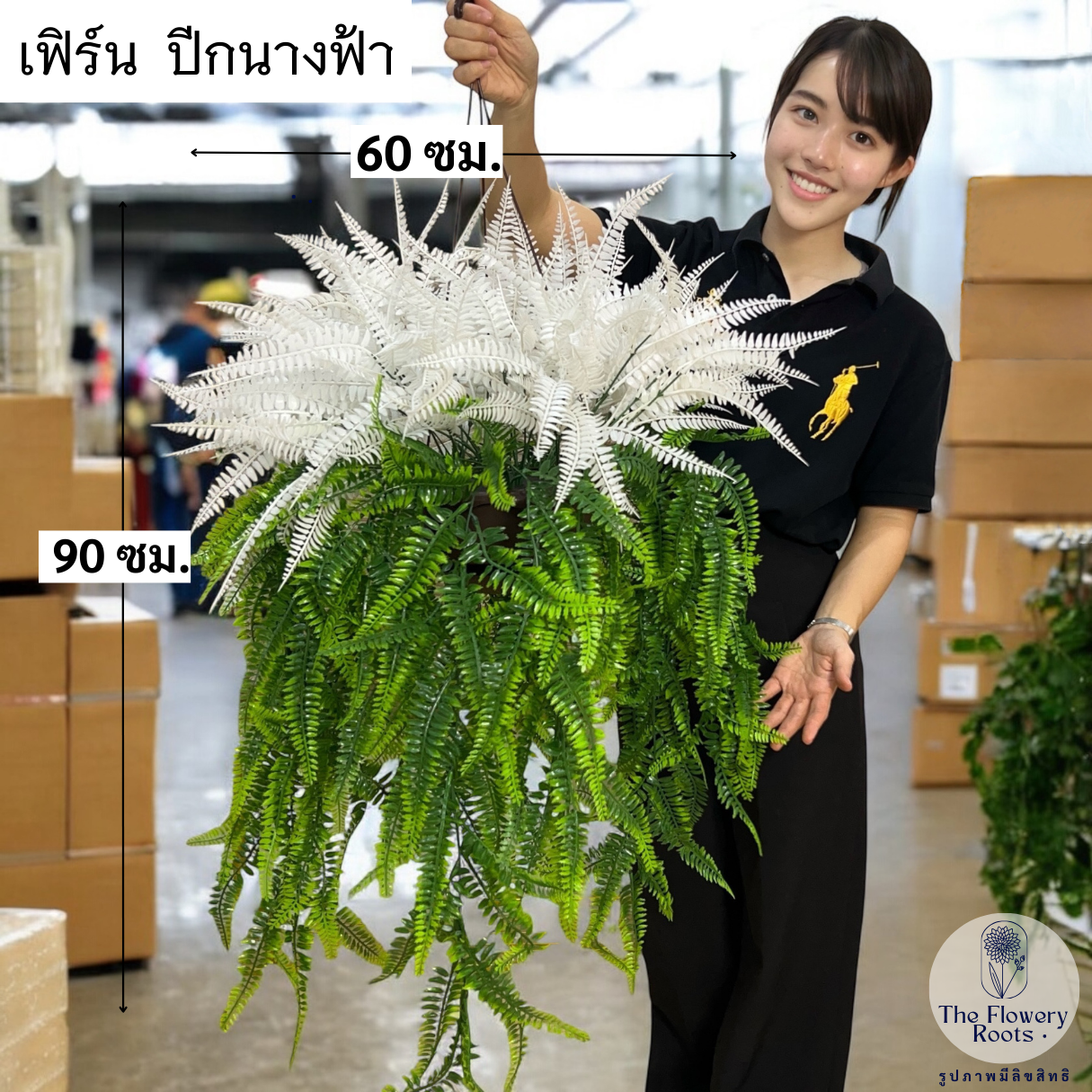 กระเช้าเฟิร์น-รุ่นระย้า (รุ่นใหญ่ 60X90 ซม.) พร้อมกระถางแขวน - กระเช้าเฟิน สำหรับตกแต่งบ้าน ตกแต่งร้าน พุ้มเฟิร์น