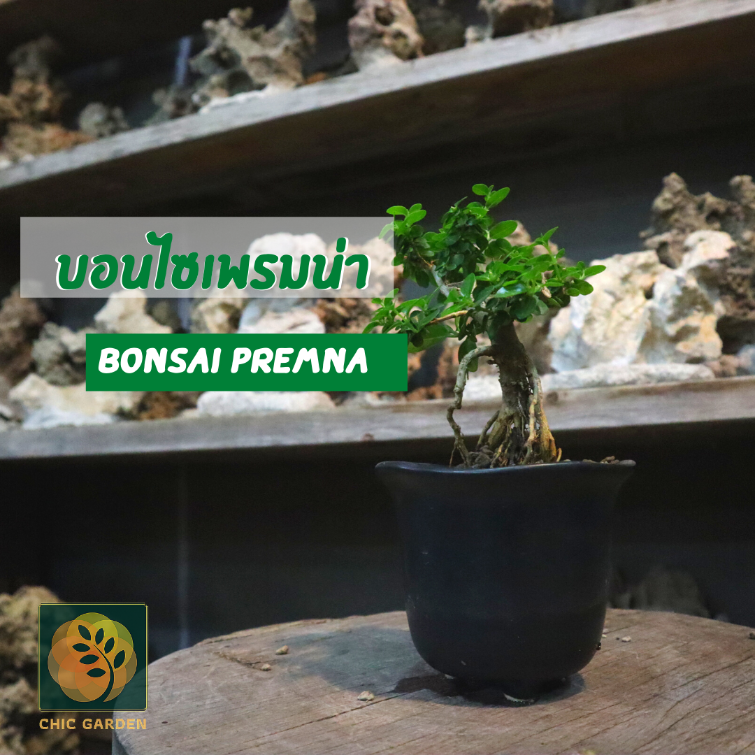 บอนไซเพรมน่า(Bonsai Premna) ส่งทั้งกระถาง ไม้มงคลเสริมฮวงจุ๊ย ต้นไม้แต่งห้อง