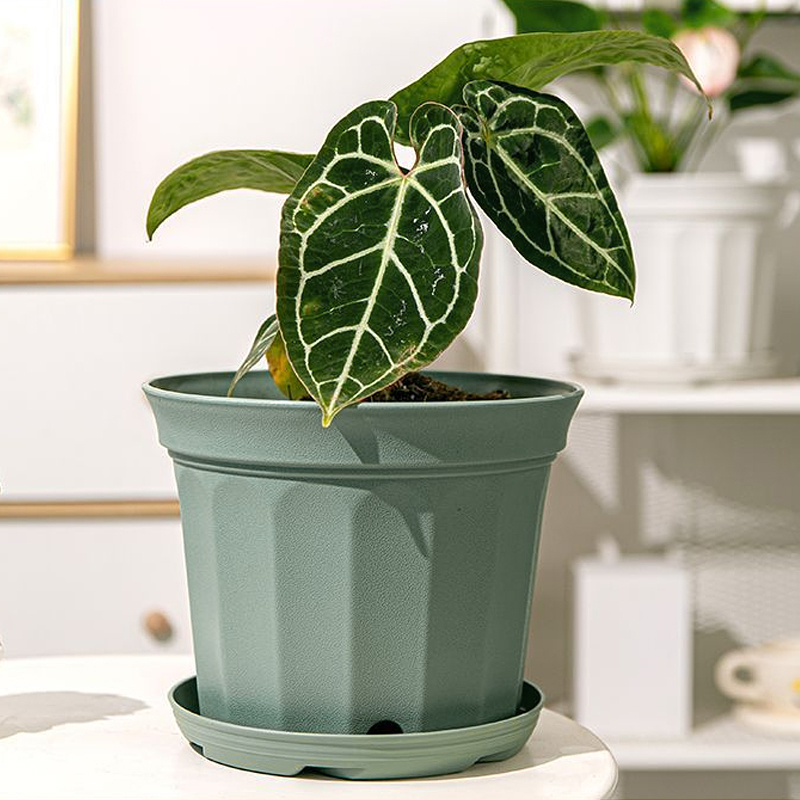 Spring Home, a Thick Plastic Plant Pot with a Hole in the Front of the Snow Flower Plant. Controls Roots and Circulates Air Well. Nordic Style Resin for Green Leaf Plants and Succulents (Gallon Cup). Top Diameter 17 Cm. ราคา 39 บาท*ส่งฟรี