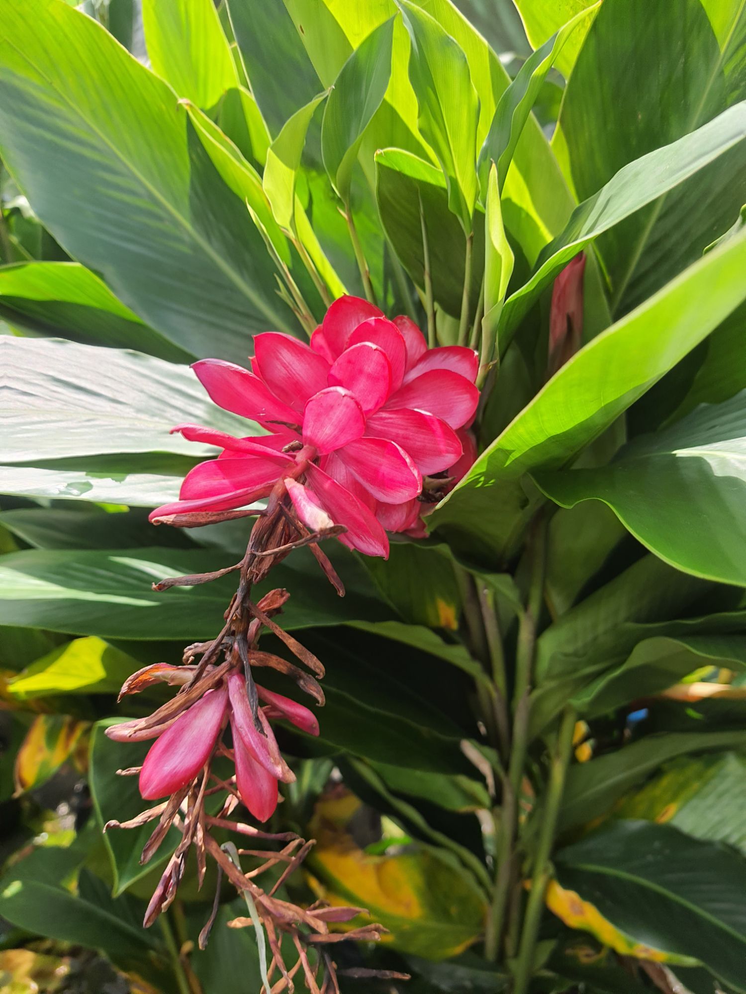 本日限定 Bucephalandra Red waltz （レッドワルツ）