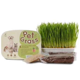 Pet Grassชุดปลูกต้นข้าวสาลีอ่อนออร์แกนิค Pet Grassชุดปลูกต้นข้าวสาลีอ่อนออร์แกนิค