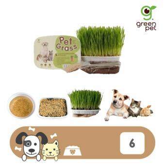 Pet Grassหญ้าปลูก ข้าวสาลี ชุดปลูกต้นข้าวสาลีอ่อนออร์แกนิค สำหรับสุนัข แมวและสัตว์เลี้ยง (6กล่อง) Pet Grassหญ้าปลูก ข้าวสาลี ชุดปลูกต้นข้าวสาลีอ่อนออร์แกนิค สำหรับสุนัข แมวและสัตว์เลี้ยง (6กล่อง)
