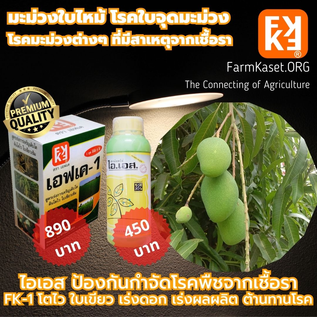 Mango leaves burn, leaf disease, mango spot, various Rata, cough and FK-1. ราคา 450 บาท*ส่งฟรี