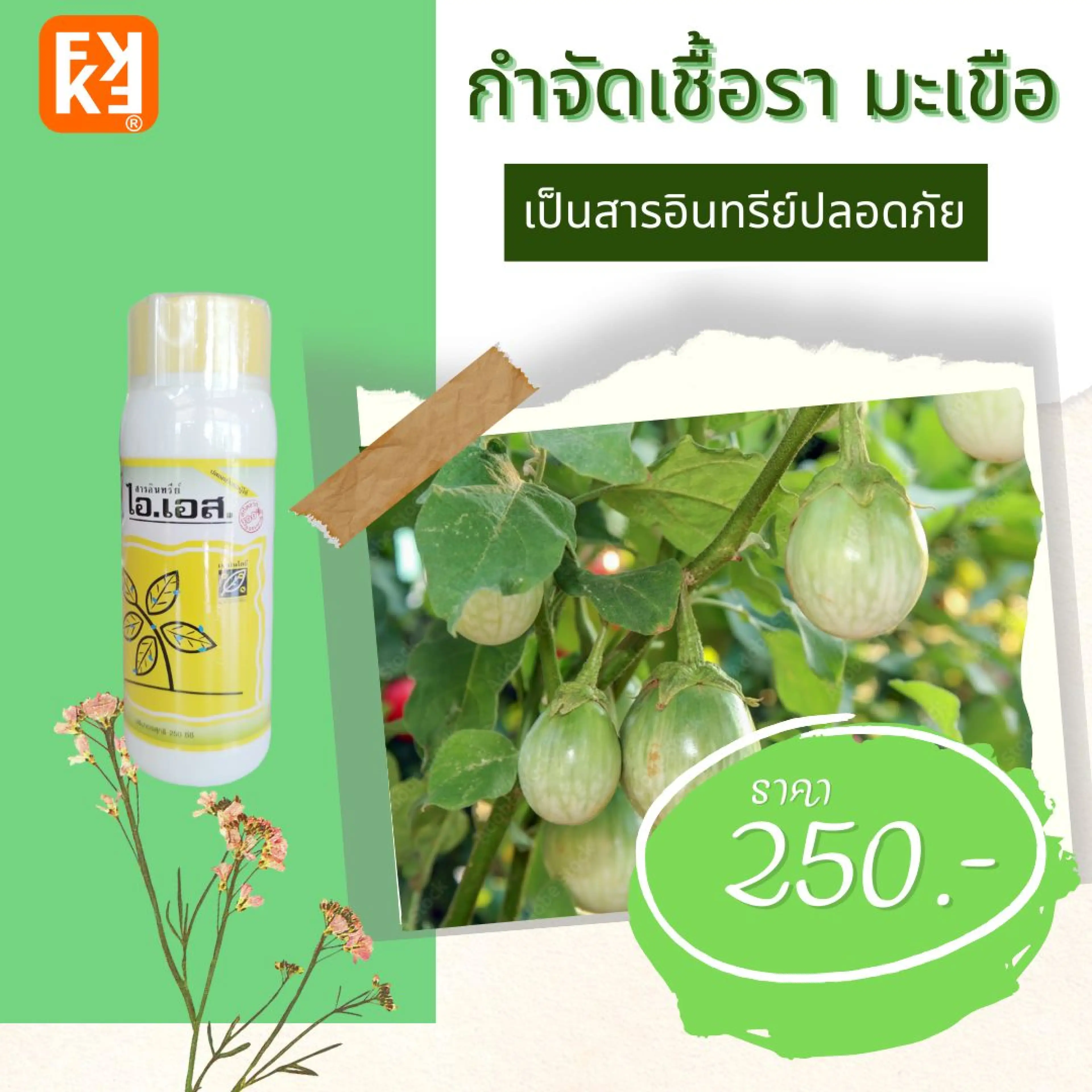 มะเขือรากเน่า ต้นเหี่ยว ผลเน่า กำจัดโรคมะเขือ จากเชื้อราต่างๆ ปลอดสารพิษ ไอเอส และ FK-T(ใช้ได้ทุกพืช)โดย FK - รูปที่ 1