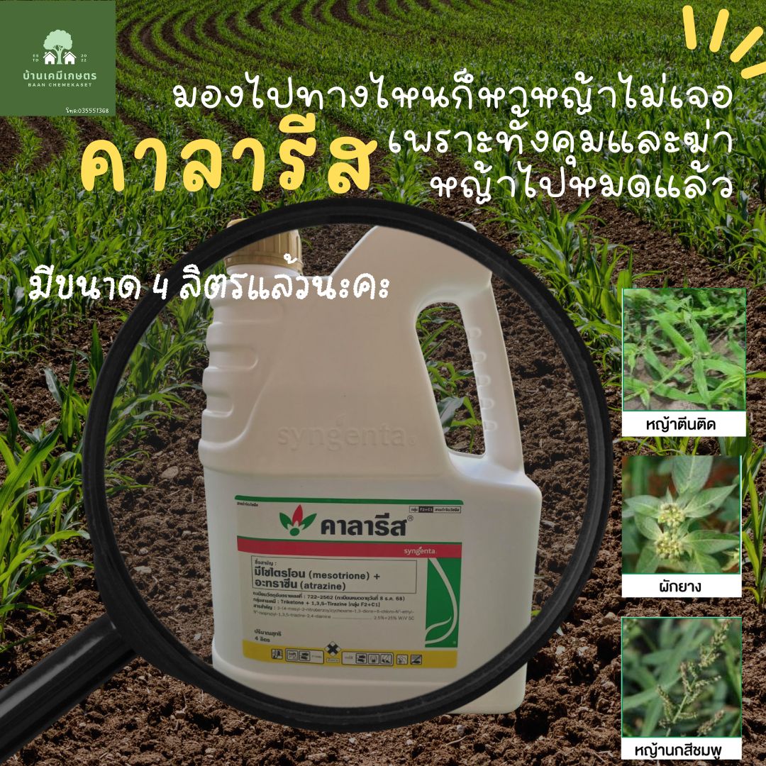 คาลารีส ขนาด 4 ลิตร สารคุมและฆ่าหญ้าในข้าวโพดและอ้อย กำจัดวัชพืชใบแคบ และใบกว้าง ราคา 1,410 บาท*ส่งฟรี