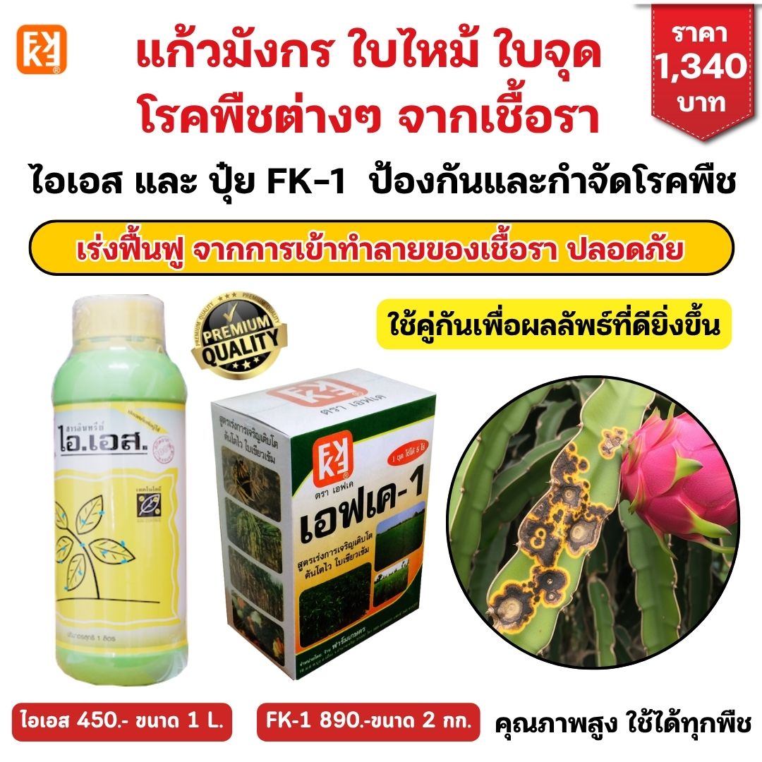 Glass Dragon Leaf, burning leaf, spot disease, plant from fungus, use s + fertilizer, FK-1 formula, accelerate, restore plants, safe for all plants. ราคา 450 บาท*ส่งฟรี