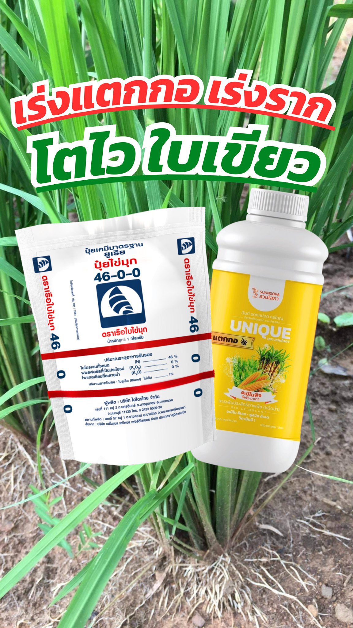 เซตข้าวระยะแตกกอ กระตุ้นการแตกราก แตกกอ กอใหญ่ ใบเขียว แก้ปัญหาพืชใบเหลือง ราคา 390 บาท*ส่งฟรี