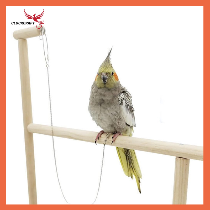 CluckCraft สายจูงนก โซ่นกแก้ว โซ่คล้องขานก โลหะโซ่ 50/60/70/80ซม. ไม่มีห่วง มีตัวล็อคกรง สำหรับยืนบนคอน ค๊อกคาเทล กรีนชิค ซันคอนัวร์ก็ใช้ได้ อุปกรณ์นก ราคา 32 บาท*ส่งฟรี