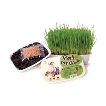 Pet Grass ชุดปลูกต้นข้าวสาลีอ่อนออแกร์นิค Pet Grass ชุดปลูกต้นข้าวสาลีอ่อนออแกร์นิค
