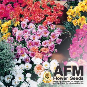 AFM เมล็ดพันธุ์ดอกแพรเซี่ยงไฮ้ (3 ซอง) AFM เมล็ดพันธุ์ดอกแพรเซี่ยงไฮ้ (3 ซอง)