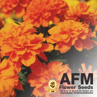 AFM เมล็ดพันธุ์ดอกดาวเรือง ฝรั่งเศส สีส้ม (3 ซอง) AFM เมล็ดพันธุ์ดอกดาวเรือง ฝรั่งเศส สีส้ม (3 ซอง)