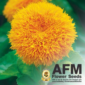 AFM เมล็ดพันธุ์ดอกทานตะวัน ฟู ฟู (3 ซอง) AFM เมล็ดพันธุ์ดอกทานตะวัน ฟู ฟู (3 ซอง)
