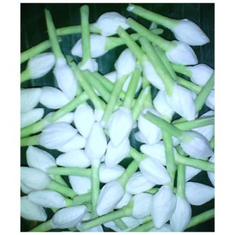 Dokpikul-ดอกมะลิผ้า ดอกมะลิร่วง สำหรับร้อยมาลัย ตกแต่งพาน บายศรี แพค 500 ชิ้น- สีขาว Dokpikul-ดอกมะลิผ้า ดอกมะลิร่วง สำหรับร้อยมาลัย ตกแต่งพาน บายศรี แพค 500 ชิ้น- สีขาว