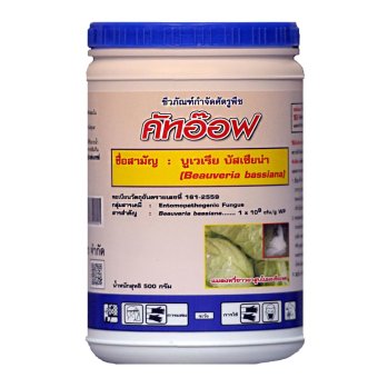THAIGREENAGRO คัทออฟ -TM ไทยกรีนอะโกร THAIGREEN SHOP สินค้าการเกษตร บิวเวอร์เรีย บาสเซียน่า (Beauversia Bassiana spp) จุลินทรีย์ชีวภาพกำจัดเพลี้ยอ่อน เพลี้ยแป้ง หนอน แมลง) THAIGREENAGRO คัทออฟ -TM ไทยกรีนอะโกร THAIGREEN SHOP สินค้าการเกษตร บิวเวอร์เรีย บาสเซียน่า (Beauversia Bassiana spp) จุลินทรีย์ชีวภาพกำจัดเพลี้ยอ่อน เพลี้ยแป้ง หนอน แมลง)