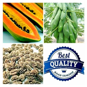 เมล็ดพืช Seeds มะละกอแขกดำ Papaya เมล็ดพันธุ์ ผลไม้ คุณภาพดี 1ซอง/ประมาณ 20 เมล็ด เมล็ดพืช Seeds มะละกอแขกดำ Papaya เมล็ดพันธุ์ ผลไม้ คุณภาพดี 1ซอง/ประมาณ 20 เมล็ด