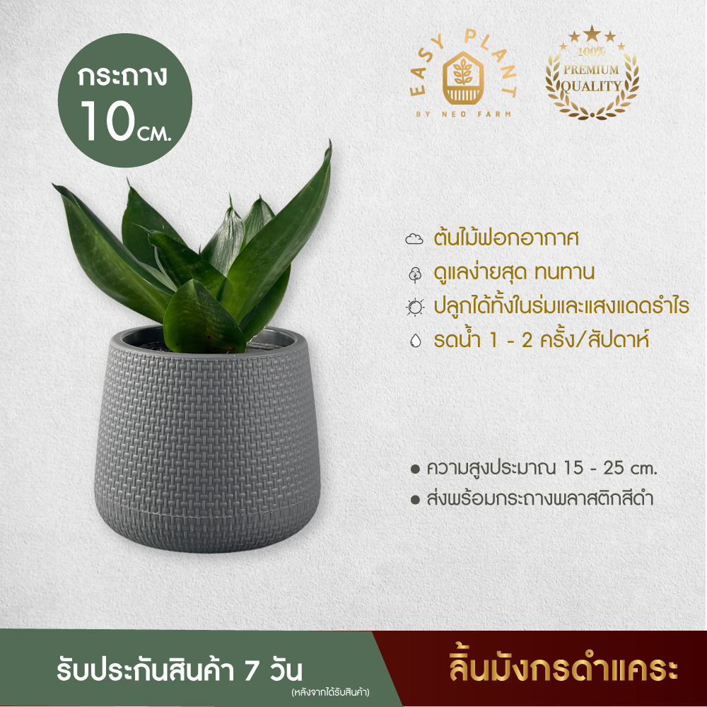 ลิ้นมังกรดำแคระ L ต้นไม้ฟอกอากาศ : Hahnii black ต้นไม้จิ๋ว ต้นไม้ประดับ ตกแต่งบ้านและสวน ต้นไม้มินิมอล - easyplant ราคา 99 บาท*ส่งฟรี