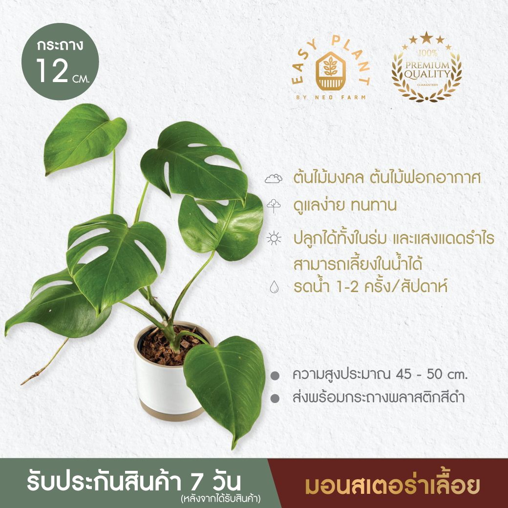 มอนสเตอร่า Monstera🪴แบบเลื้อย🪴แบบตรง 🪴ใบใหญ่สวยมาก🪴รากยาวแข็งแรง🪴ต้นไม้น่ารัก🪴ต้นไม้ฟอกอากาศ🪴ไม้มงคล🪴ไม้อึดทน- easyplant ราคา 129 บาท*ส่งฟรี