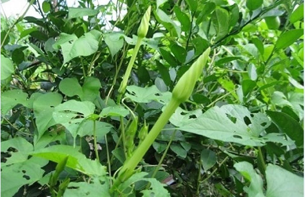 ข้อมูลประกอบของ CHIATAI 🇹🇭 ผักซอง เจียไต๋ ชมจันทร์ O047 ประมาณ 4 เมล็ด เมล็ดพันธุ์ผัก เมล็ดผัก เมล็ดพืช ผักสวนครัว