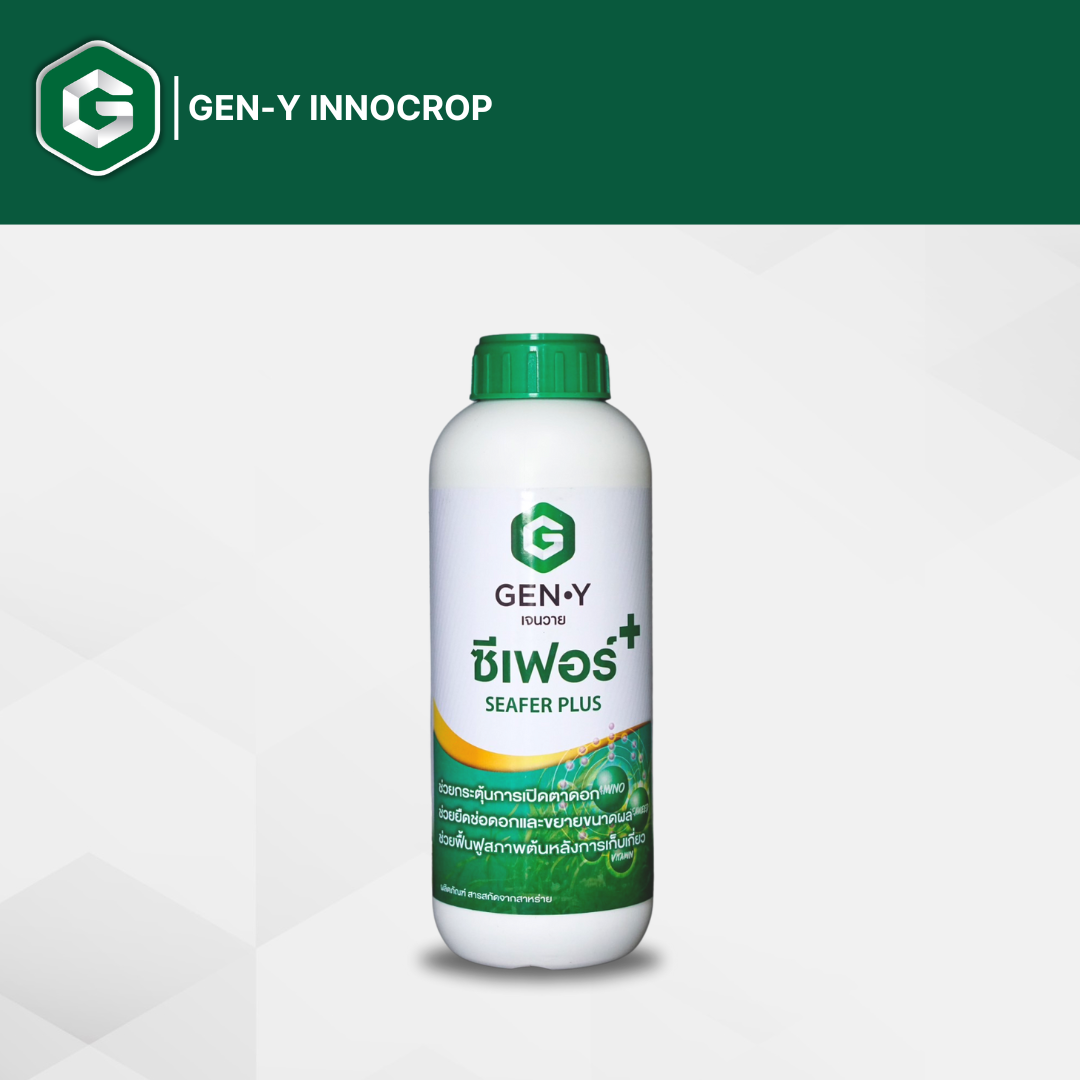 ซีเฟอร์พลัส 1L. สูตร X3 (สารสกัดจากสาหร่ายสีเขียวและกรดอะมิโนแบบสกัดเย็นเข้มข้น) ช่วยกระตุ้นการแตกใบอ่อน เปิดตาดอก ขยายขนาดผล ฟื้นฟูสภาพต้นโทรมหลังเก็บเกี่ยว ราคา 280 บาท*ส่งฟรี