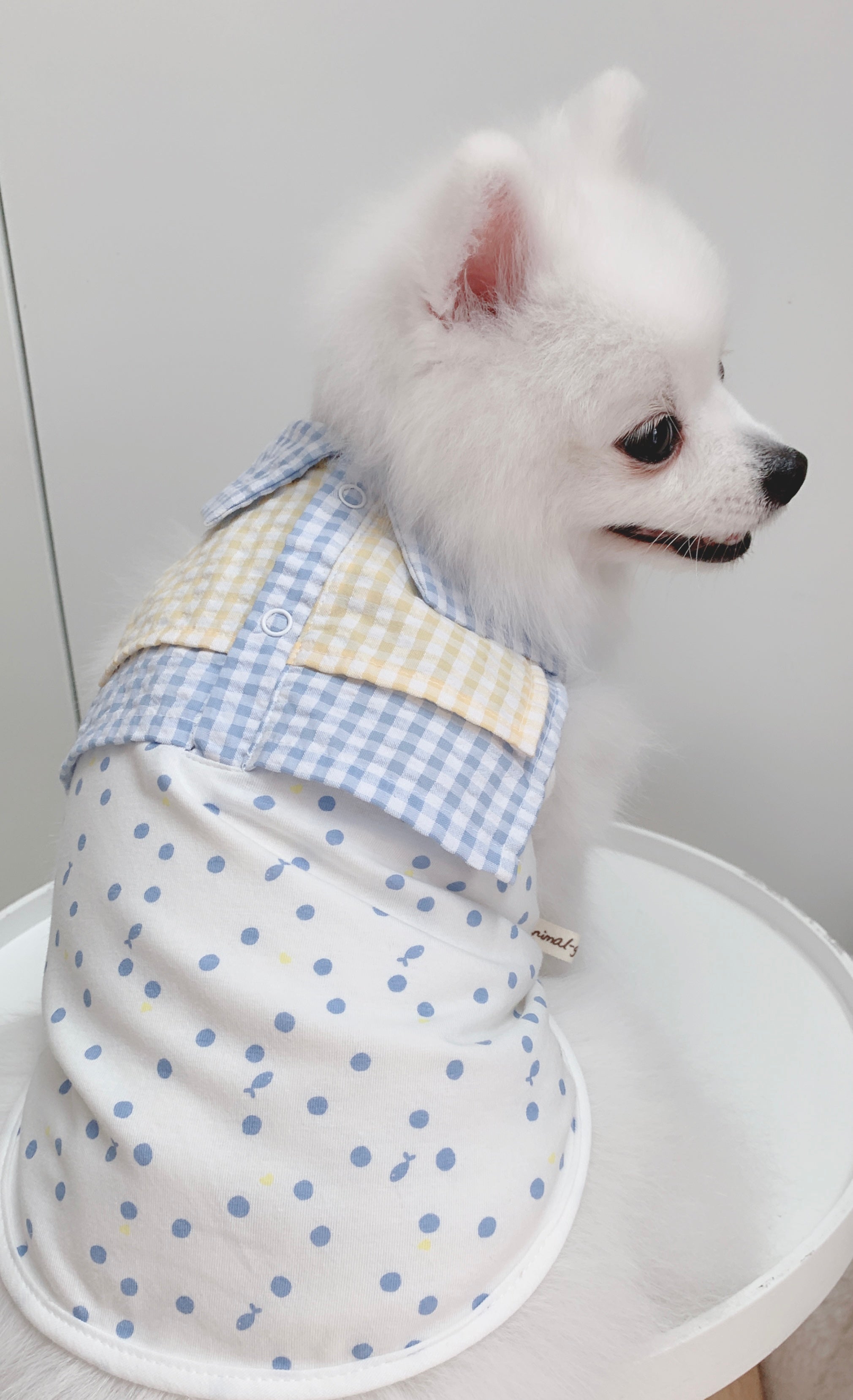 Animal-Go-Round เสื้อผ้าเครื่องแต่งกาย สัตว์เลี้ยง, หมา, แมว, สุนัข รุ่น Prom Shirt ราคา 390 บาท*ส่งฟรี