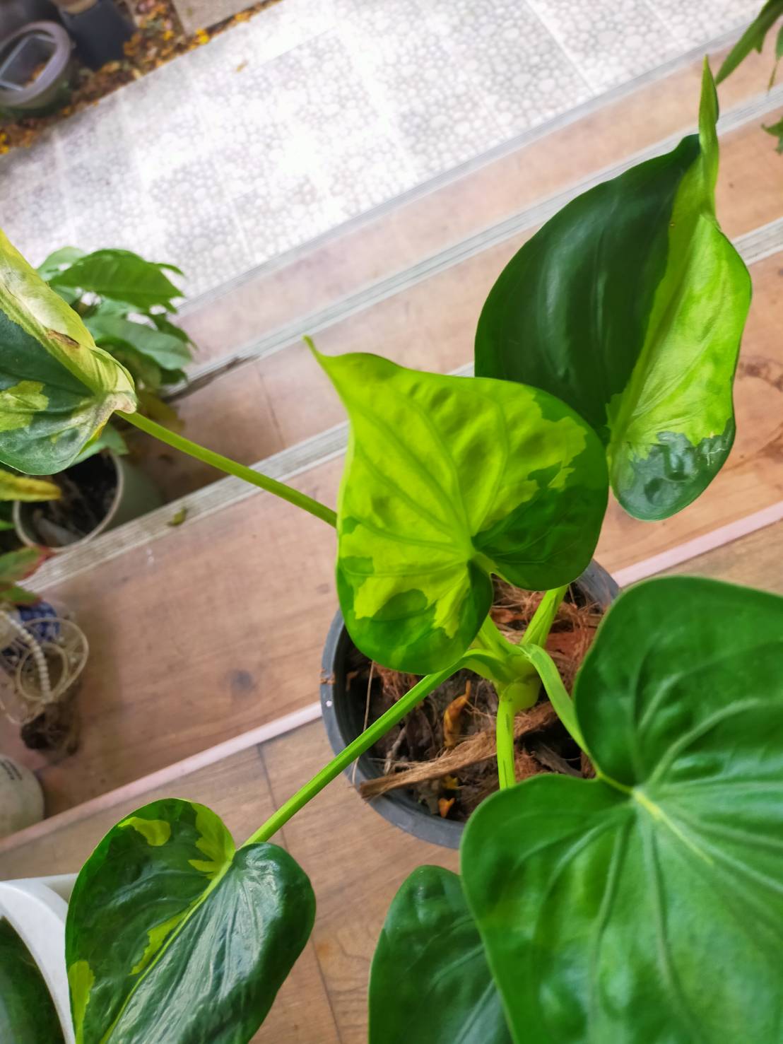 นางกวักใบโพธิ์ด่าง ด่างฮาฟ Alocasia cucullata (Lour.) G.Don Ver. ต้นแม่ ราคา 690 บาท*ส่งฟรี