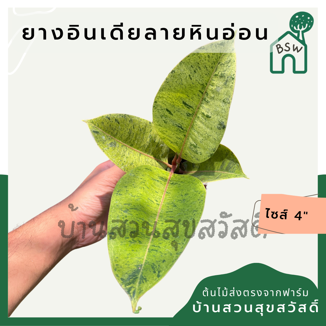 (ขายส่ง 10-30 ต้น ) ยางอินเดีย ลายหินอ่อน ส่งพร้อมกระถาง 4 นิ้ว - ยี่ห้อ บ้านสวนสุขสวัสดิ์ ราคา 1,300 บาท*ส่งฟรี