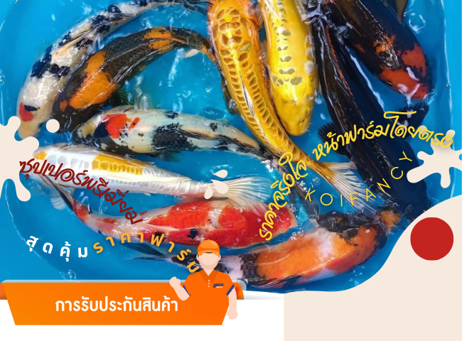 ลายพรีเมี่ยมคาร์ฟใหญ่ ทรงดีมีอนาคต 2-3 นิ้ว คัดเกรดพิเศษ รับประกันการขนส่ง มีของแถมสำหรับเลี้ยงปลา