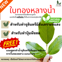 ฟาร์มบ้านเรา ใบทองหลางน้ำ ปุ๋ยพืชสด สำหรับทำจุลินทรีย์สังเคราะห์แสงใบทองหลางน้ำ ใบทองหลางน้ำทำปุ๋ยพืชสด