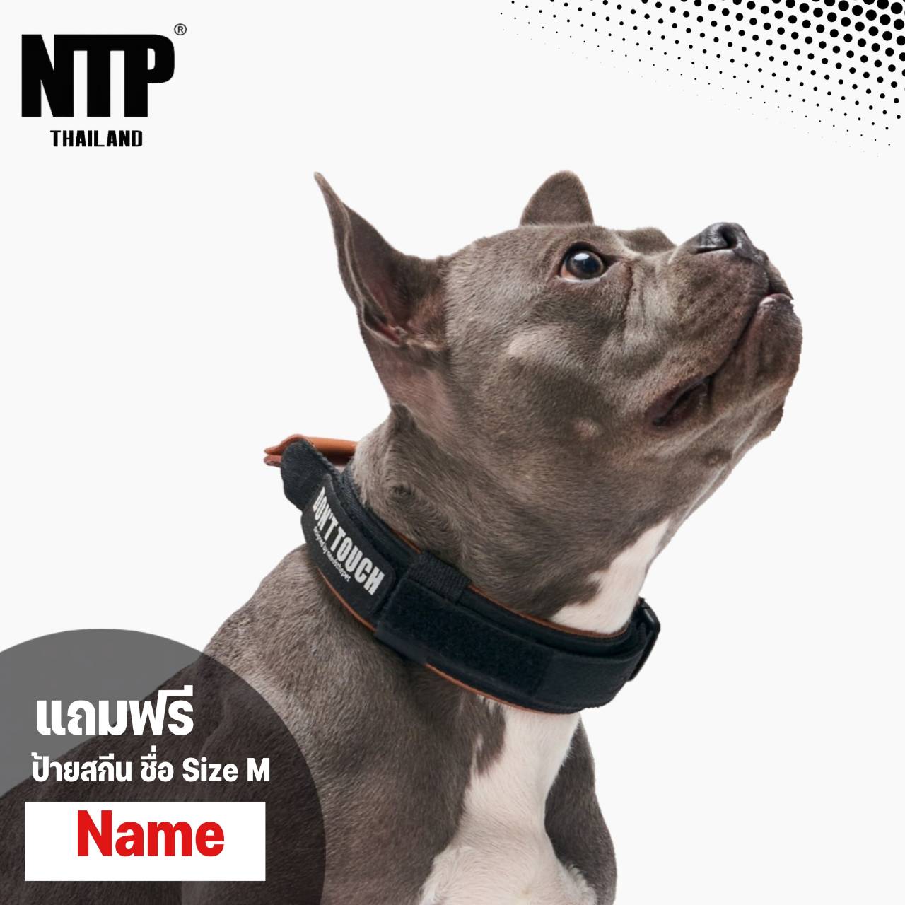 NTP - ปลอกคอน้องหมา Interlaken Collar ราคา 1,233 บาท*ส่งฟรี
