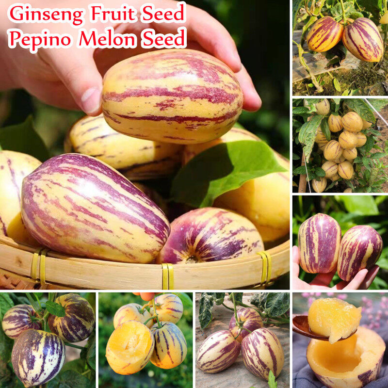 10Pcs Pepino Seeds Sweet Melon Fruit Muricatum Bonsai Home Garden Plant New 