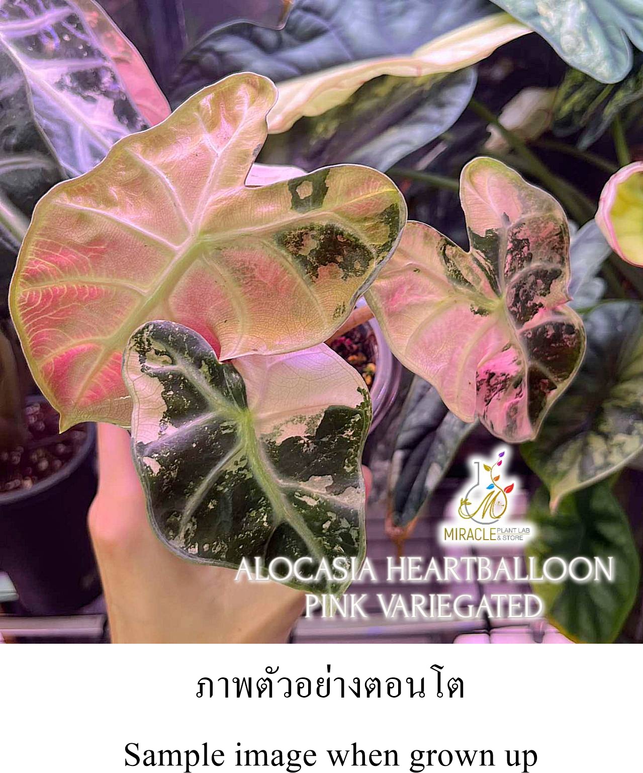 Alocasia Heart Balloon White Pink Variegated Alocasia Heart