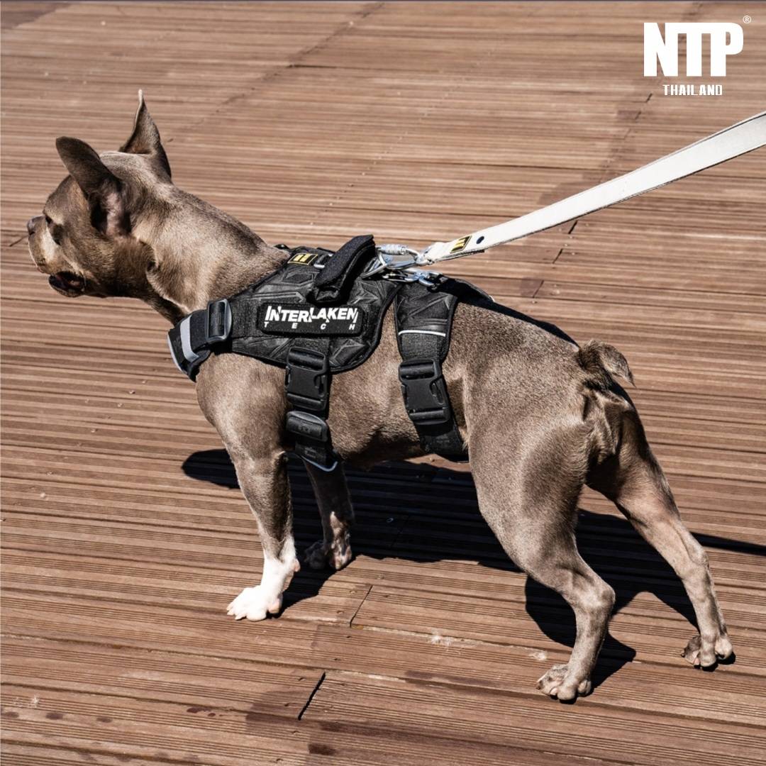 NTP - สายรัดอกและเอว Interlaken Tec Harness ราคา 2,593 บาท*ส่งฟรี