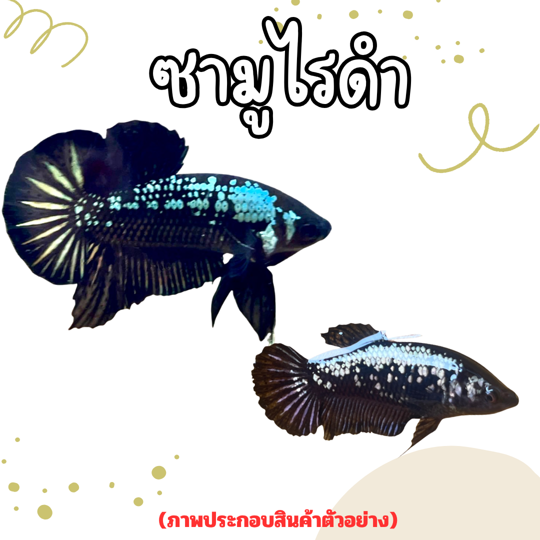 Black Samurai Cockroach, Black All Over, White Scales, Raised Body Shape That Stays with the Body. ***Product Guarantee General Feeding Size 1.3++ ราคา 20 บาท*ส่งฟรี