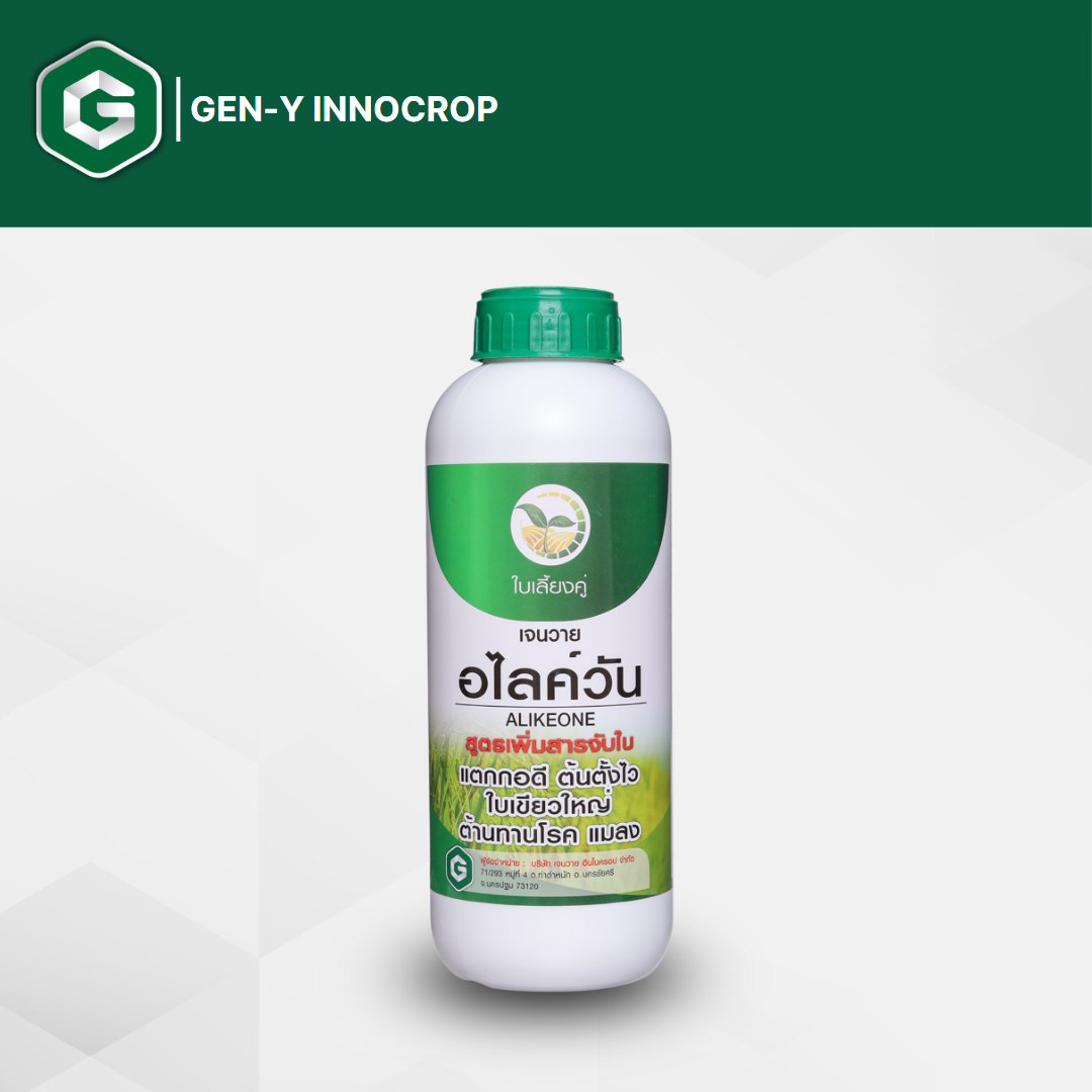 เจนวาย อไลค์วัน 1L. (สูตรเพิ่มสารจับใบ) รูปแบบน้ำใส ข้าวต้นตั้งโตไว แข็งแรง ใบเขียวเข้ม แตกกอดี พร้อมต่อการออกรวง ราคา 350 บาท*ส่งฟรี