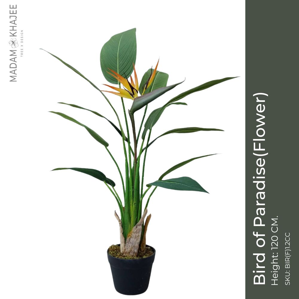 Bird of paradise with flower Height 120 Cm ต้นเบิร์ด มีดอก ความสูง 120 ซม. ราคา 3,950 บาท*ส่งฟรี