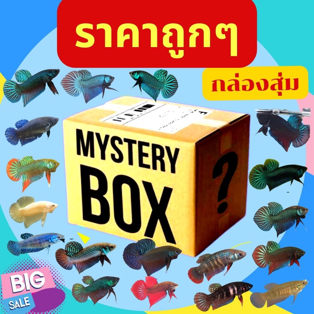 สุ่มปลากัดสวยงาม คัดเกรด มีหลากหลายสีสัน มีรับประกันสินค้า