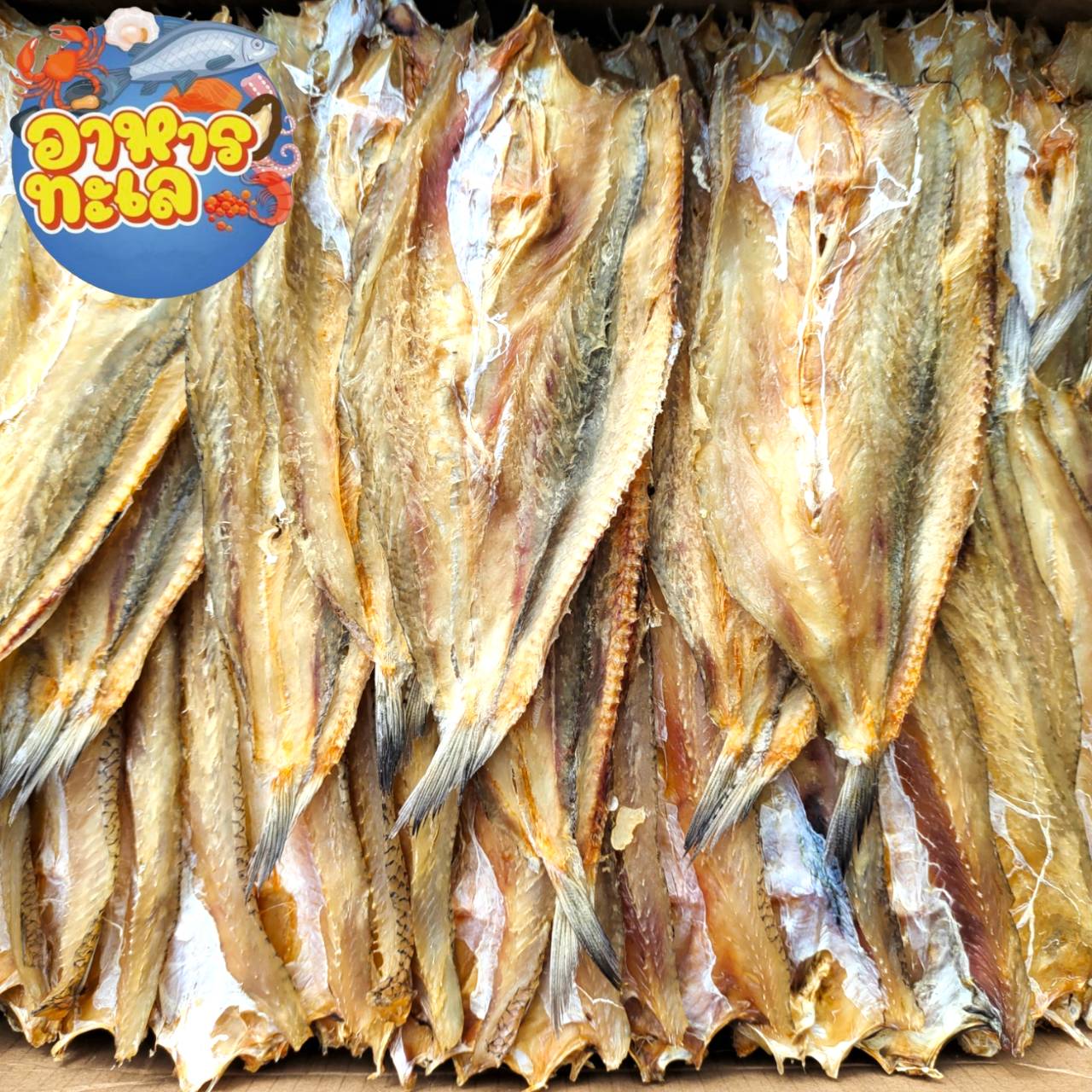 ปลาช่อนทะเล ปลาจิ๊กโก๋ (แบบจืด) บางกลาง ตัวโต ได้เยอะ ไม่เค็ม ได้แคลเซียม | Lazada.co.th
