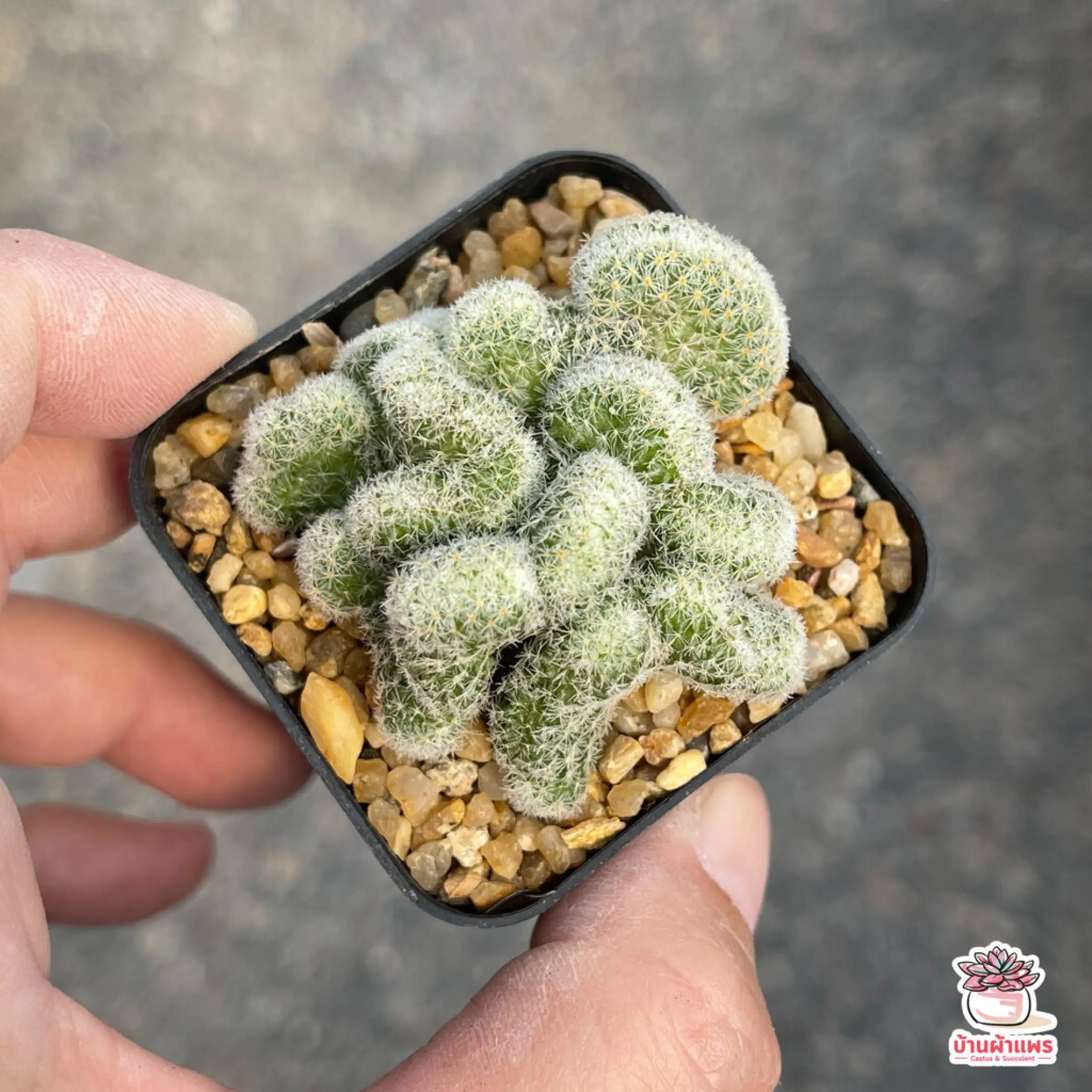 Mammillaria Giselae Cristata à¹„à¸¡ à¸­à¸§à¸šà¸™ à¸³ à¸ à¸«à¸¥à¸²à¸šà¸« à¸™ Cactus Succulentà¸«à¸¥à¸²à¸à¸«à¸¥à¸²à¸¢à¸ªà¸²à¸¢à¸ž à¸™à¸˜ Lazada Co Th