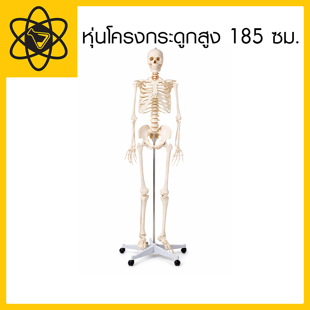 Skeleton Model 180 cm Made from Pvc Anatomy: Model (Products Ready for Delivery) ราคา 9,000 บาท*ส่งฟรี