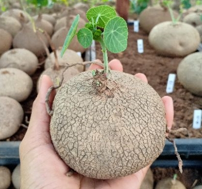 ไม้ประดับสุดฮิต บัวบกโขด Stephania erecta Craib เสริมโชค (เฉพาะหัว) ขนาด 5 - 10cm.