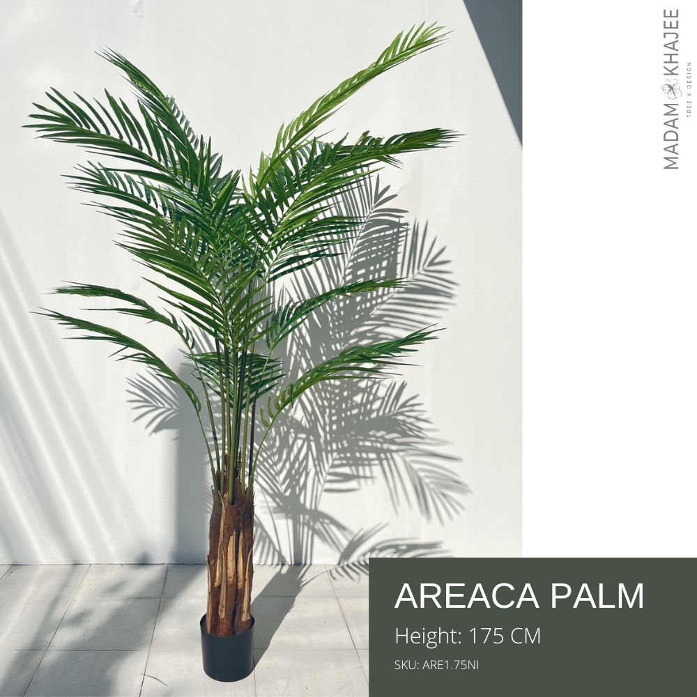 Areca Palm Height 175 Cm ต้นหมาก 175 ซม. ราคา 21,500 บาท*ส่งฟรี