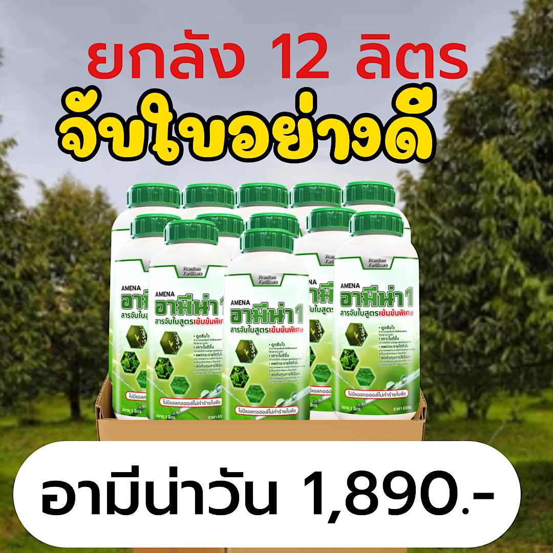 Good Leaf-Absorbing Agent, Amino Nawa, a Whole Box of 12 Bottles, Absorbs Quickly, Does Not Harm Plant Leaves, Economical, Convenient, Results Quickly, No Need to Re-Inject. ราคา 1,890 บาท*ส่งฟรี