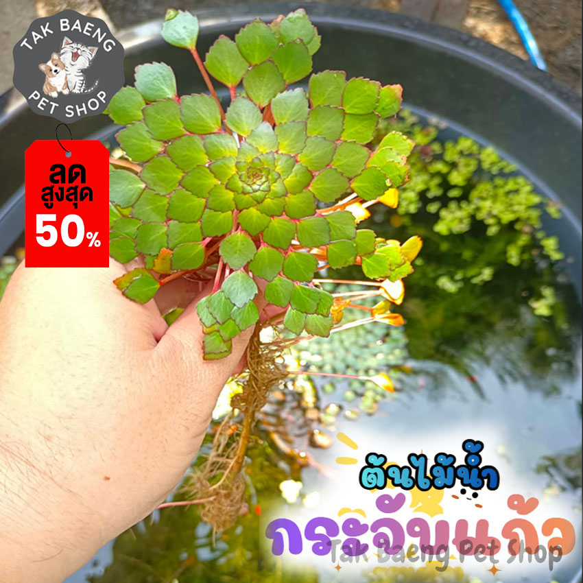 Fast Delivery of Aquatic Plants for Keeping in Aquariums, Ponds, and Fish Bowls. Aquatic Plants, Glass Plants, Japanese Plants. ราคา 79 บาท*ส่งฟรี