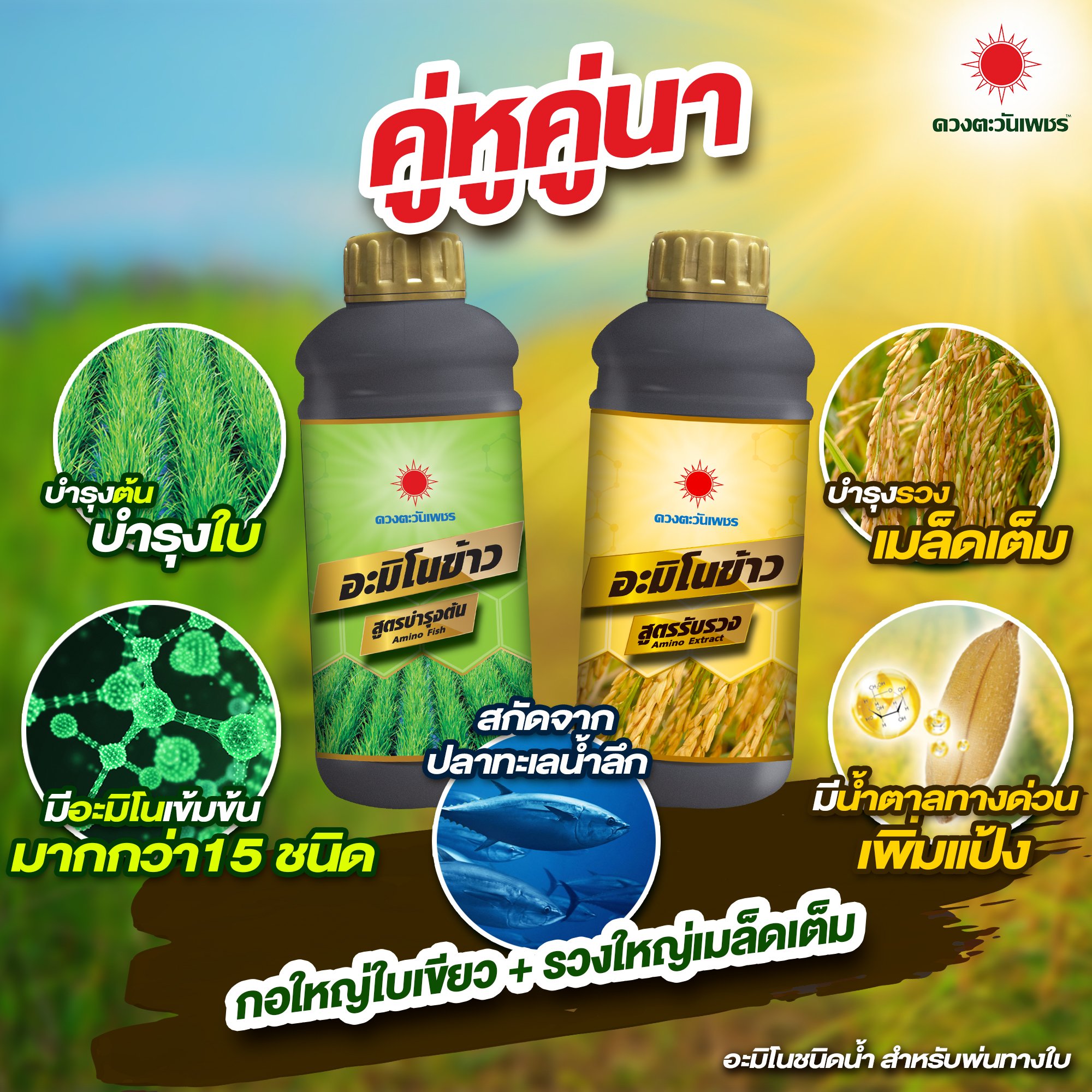 เซตคู่หูคู่นา อะมิโนข้าว สูตรบำรุงต้น + อะมิโนข้าว สูตรรับรวง บำรุงต้น แตกกอ บำรุงรวง เพิ่มแป้ง น้ำหนัก เมล็ดเต่งเต็มรวง ขนาด 1 ลิตร ราคา 680 บาท*ส่งฟรี
